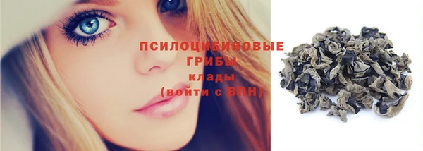 хмурый Аркадак